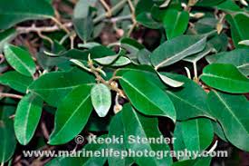 Image result for Bonamia