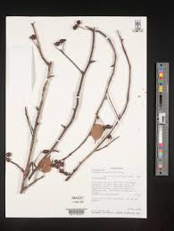 Image result for Commiphora mombassensis