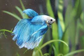 Click here to learn the minimum recommended tank size. Betta Fish Knowledge Tank Requirements And Behavior First Time At Home My Aquarium Club