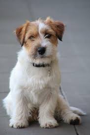 I Distinctly Remember You Saying That We Re Going For A Walk In The Park And Stopping Off For Tr Jack Russell Terrier Jack Russell Terrier Puppies Jack Russell