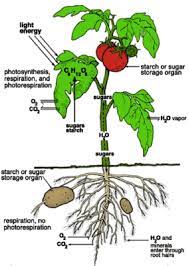 How To Grow Tomatoes And Potatoes On One Plant Plants Growing Tomato Plants Growing Tomatoes