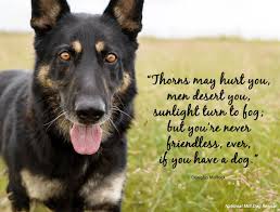 Pin By Karen Barlow On Doggy Board Dog Quotes Funny Rescue Dogs Dogs