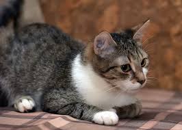 Use the tdee calculator to learn your total daily energy expenditure, a measure of how many calories you burn per day. Cat Pregnancy Calculator 2021 Feline Gestation Calendar The Goody Pet