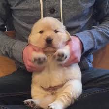 Find funny gifs, cute gifs, reaction gifs and more. Boba Fett Gros Gif Find On Gifer