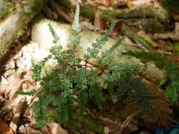 Image result for Lindsaea