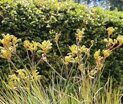 Maybe you would like to learn more about one of these? Everlasting Mega Gold Anigozanthos Repeat Flowers