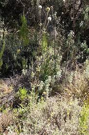 Image result for Dipsacus pinnatifidus
