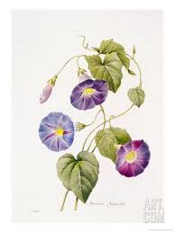 Image result for Ipomoea violacea