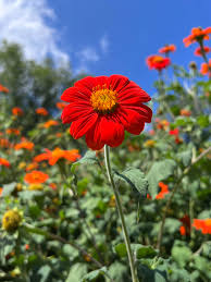 Image result for Tithonia