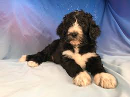 Maybe you would like to learn more about one of these? Looking For A Bernedoodle Breeder In Minnesota Illinois Or Iowa Iowa S Top Dog Breeder Has A Bernedoodle For You