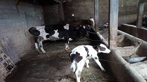 Contextual translation of lembu punya susu, sapi dapat nama into english. Cerita Peternak Sapi Perah Keluhkan Rendahnya Harga Beli Susu Okezone Economy