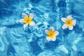 Tropical Frangipani Flower Floating In Blue Water Frangipani Floating Flowers Flowers