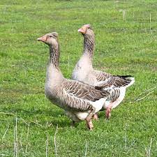 I am really proud and delighted to have my little flock right here in tasmania. Tufted Toulouse Geese