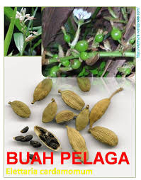 Khasiat buah pelaga untuk wanita. Uncategorized Rempah Ratus Wannura