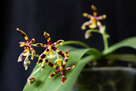 Image result for Adenocarpus mannii