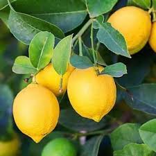 Come Recuperare Una Pianta Di Limone I Consigli Piantare Alberi Piante Albero Di Limoni