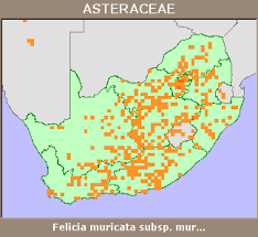 Image result for Felicia muricata