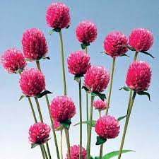 Pin On Garden Decor And Planting