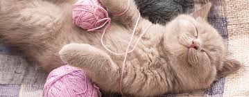1280 x 720 jpeg 132 кб. Autism In Cats Can Kitties Be Autistic Pet Side
