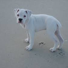 Why is crate training your puppy beneficial? I Want Boxer Puppy Pooping In Crate Boxer Puppy Pooping In Crate 8 Week Old Boxer Puppy Training Cr White Boxer Dogs Boxer Puppy White Boxer Puppies