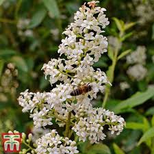 Image result for Gerrardinaceae