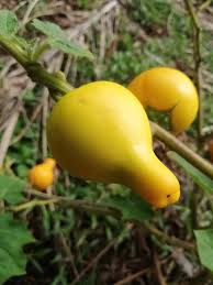 Image result for Solanum mammosum