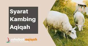 4 Syarat Kambing Aqiqah Yang Harus Dipenuhi Singkat Padat