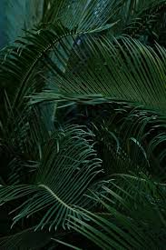 Discover (and save!) your own images and videos on we heart it. Green Wallpaper Aesthetic Nature Novocom Top