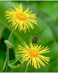 Image result for Inula klingii