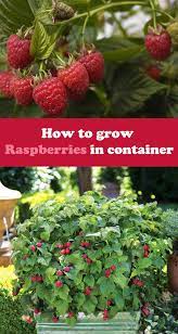 How To Grow Raspberries In Container Raspberry Plants Growing Raspberries Gardening Raspberries