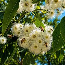 Image result for Eucalyptus torelliana