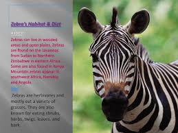 With the many species of zebra, few zebra species have advanced habitats in contrast to others. Zebras By Asia And Brooke Ppt Download