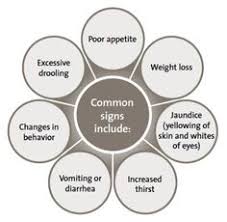 In sublingual tumors, toenails may fall off or get infected. 16 Dog Liver Information Ideas Liver Pet Health Dogs