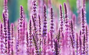Tutti i fiori bianchi che ti stiamo segnalando in questa pianta, sono perfetti sia da coltivare in giardino, sia come fiori da recidere per composizioni floreali. Fiori Perenni Ecco I Piu Belli Da Avere In Giardino Leitv