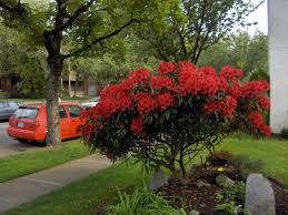 Rhododendron Nova Zembla Grows To 5 Tall And Wide This Evergreen Shrub Has Large Leaves And Dark Red Flower Cluste With Images Shade Perennials Shade Garden Shrubs