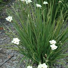Image result for Dietes