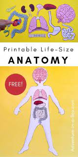 free printable life size organs for studying human body anatomy with children body preschool human body science human body printables