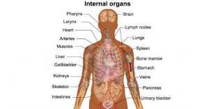 This video will show you some things you never knew about the human body! Suffix And Prefix Test On Internal Body Parts Trivia Quiz Proprofs Quiz