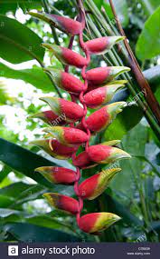 The Heliconia Rostrata Or False Bird Of Paradise Plant With Red Flowers Palm House Uk Stock Photo Alamy
