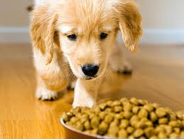 Fatto in casa, cruelty free, biologico, grain free e linee junior. Le Migliori Crocchette Biologiche Per Cane Io E Il Mio Animale