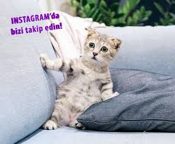 Kedimde Corona Virus Pozitif Sonuc Verdi Veterinerimiz Kedimizin Tip Olabilecegini Soyledi Kedilerdeki Fip Hastaligi Insana Bulasir Mi Dorukgiller