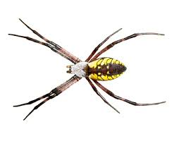 Spider Identification Ehrlich Pest Control