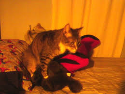 Check spelling or type a new query. Why Is My Neutered Male Cat Humping And How Do I Stop It Pethelpful