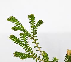 Image result for Selaginella soyauxii