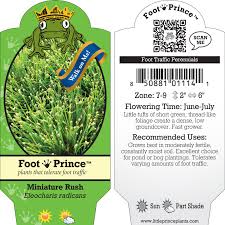 Image result for Eleocharis naumanniana