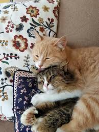 Simit Suslu Cute Kittens Images Crazy Cats Cats