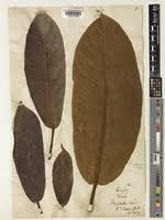 Image result for Ficus saussureana