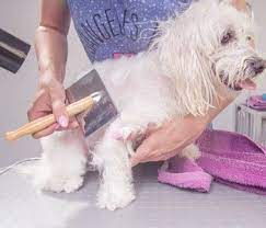 Maybe you would like to learn more about one of these? Pet Boarding Evansville In West Side Pet Hospital Paw S Inn