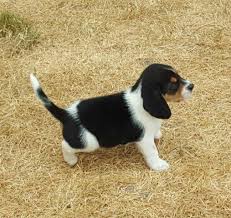 Crate training the beagle puppies would help in lessening their pangs of separation anxiety. Akc Beagle Puppies For Sale For Sale In Tacoma Washington Classified Americanlisted Com