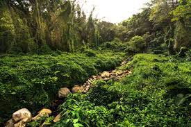 Manoa Falls Trail On Oahu Hawaii Journey Era Manoa Falls Oahu Oahu Hawaii Travel